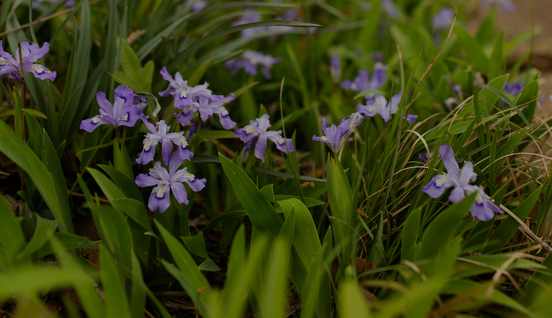 A small patch of grass and purple flowers