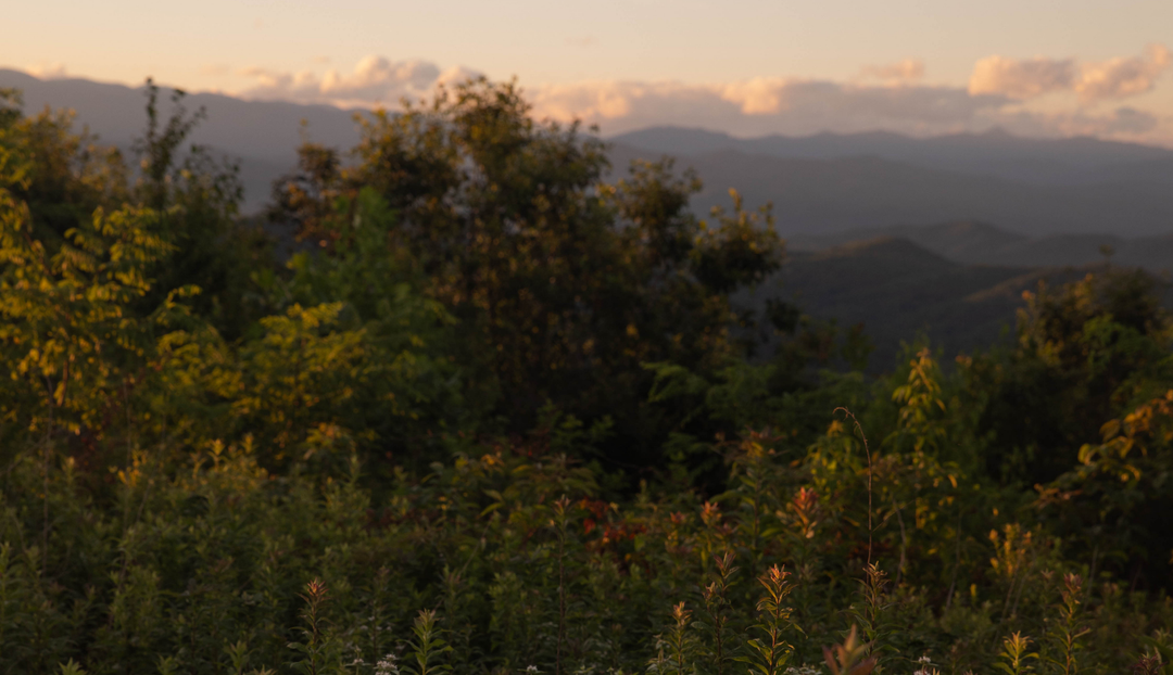 A grassy hill scape over looking a mountain range